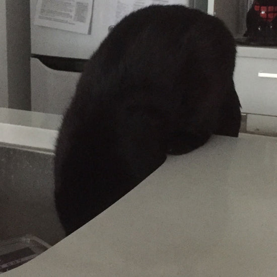 A small black cat is head down in the kitchen sink, learning that tea leaves are not food.