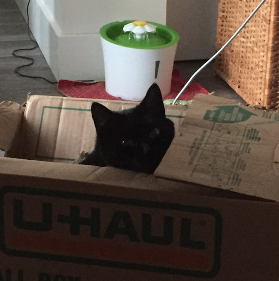 A little black cat looks up at you from a tattered cardboard box, her eyes suggesting she is about to do something suddenly.